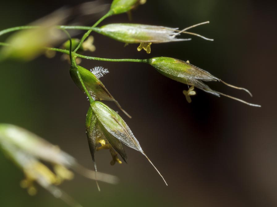 Poaceae: Aira caryophyllea